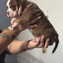 Olde English bulldogge puppies