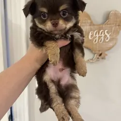 Chihuahua Puppies