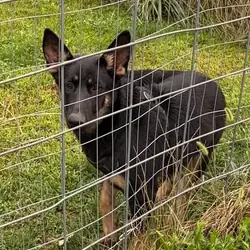 Female German Sheppard