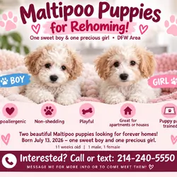Adorable Maltipoo Puppies — 1 Boy & 1 Girl ❤️