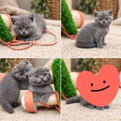 Scottish fold kittens