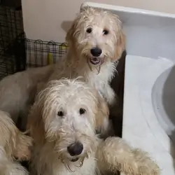 Goldendoodles