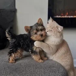 Female Yorkie puppy