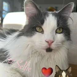 Gorgeous Female Young cat