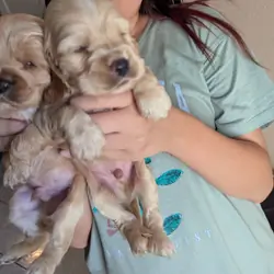 English Cocker Spaniels