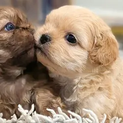 ShiChi puppies