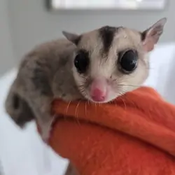 Sugar Gliders