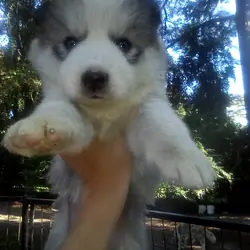 FULL AKC SIBERIAN HUSKY PUPPIES