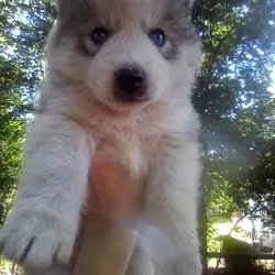 FULL AKC SIBERIAN HUSKY PUPPIES