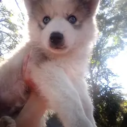 FULL AKC SIBERIAN HUSKY PUPPIES
