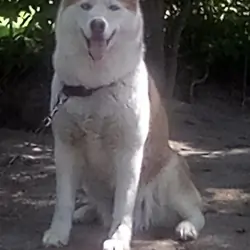 SIBERIAN HUSKY FEMALE ALINA 3 YEARS OLD