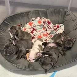 Home-Raised French Bulldog Puppies