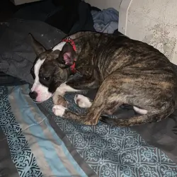American pit bull terrier