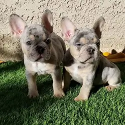 Sweet 10-week-old French Bulldog fluffy puppy