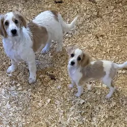 Cavapoo puppies for sale in Michigan puppies are s