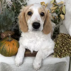 Cavapoo puppies for sale in Michigan puppies are s