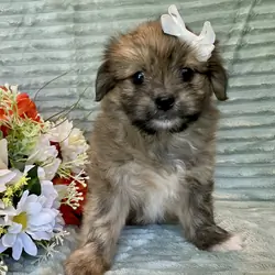 Shihtzu mix