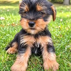 Yorkshire terrier puppies