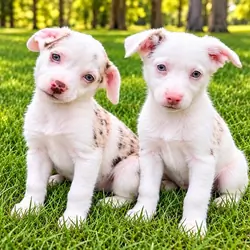 mini Aussie Chihuahua mix puppies males