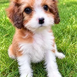 female cava poo puppy