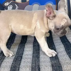 AKC French Bulldog PUP