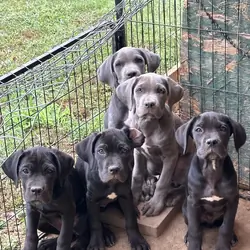 Cane Corso female black