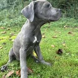Cane Corso male Rex