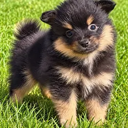 Pomeranian puppies