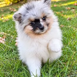 Pomeranian puppies