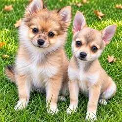 Pom-chi puppies