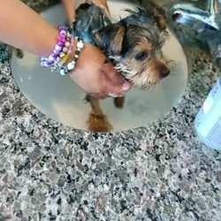 Yorkie female 7mo