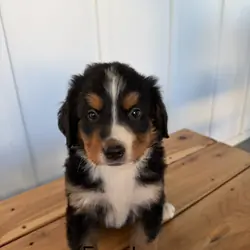 Bernese Mountain Dog Puppies
