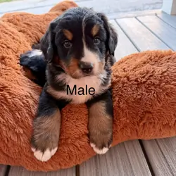 Bernese Mountain Dog Puppies