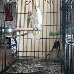 Yellow Crested Cockatoo