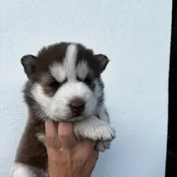 Siberian husky puppy