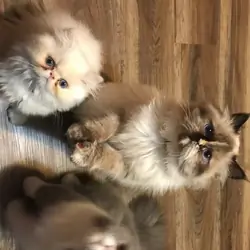 Persian cats