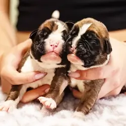 Boxer