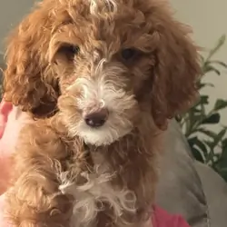 Beautiful Female Standard Poodle