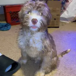 Shih Tzu mixed boy