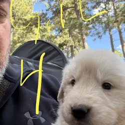 Anatolian Pyrenees Puppies
