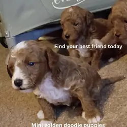 Puppies