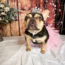 AKC French Bulldogs