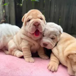 Full Chinese Shar-Pei puppies Dog ready now