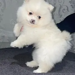 10 Weeks Old Pomeranian Puppy for adoption