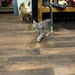 Amusta's Maine Coon/Mix kittens