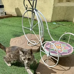 Kittens