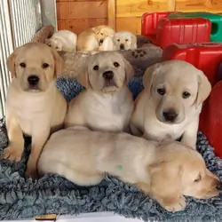 Labrador puppies for sale