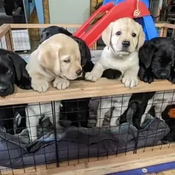 Labrador Retriever puppies
