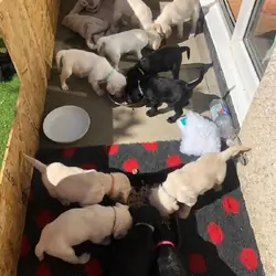 loving Labrador