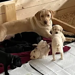 Labrador puppies seeking homes